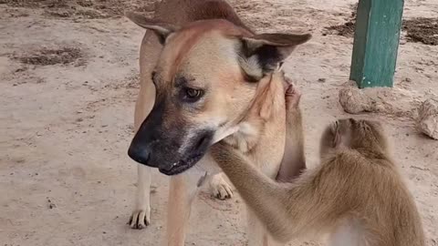 #viral Funny video of dog and monkey # funny 😂😂