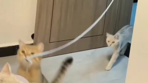 Fanny dog video and Fanny cat video