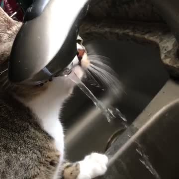 Thirsty Cat Takes a Sip