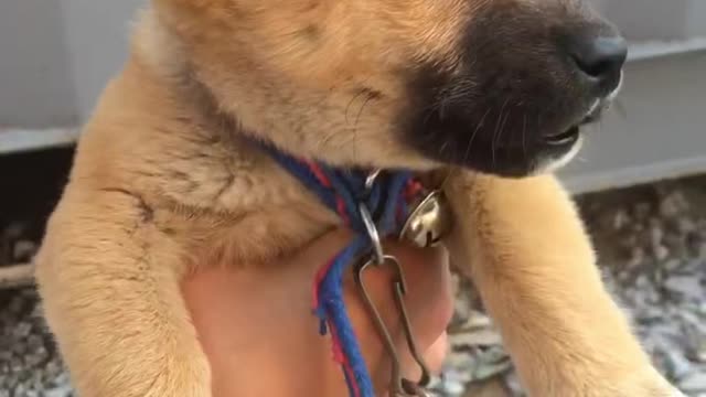 A puppy that stays still when I catch it.
