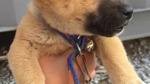 A puppy that stays still when I catch it.