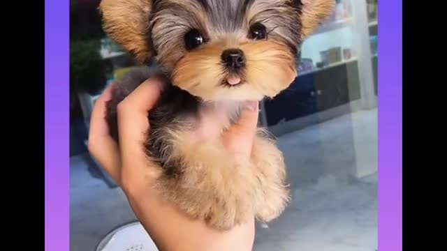 cCute and Funny Dogs Videos Compilation 2021_ |05|_#shorts