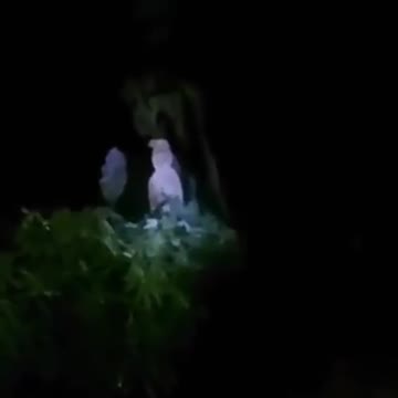 Ghost call “pocong” What do you think
