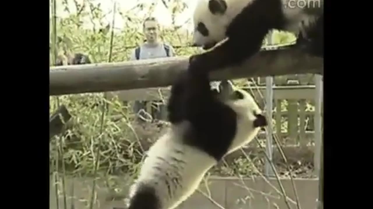 Funny Animals Being Jerks Sometimes Animal Are Jerks