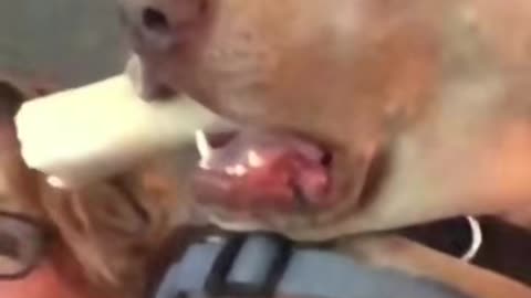 Funny Dogs compilation