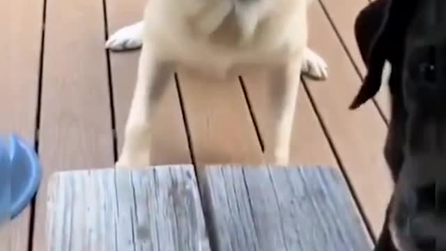 Video Of Strange Reactions Of Dogs And Cats #1