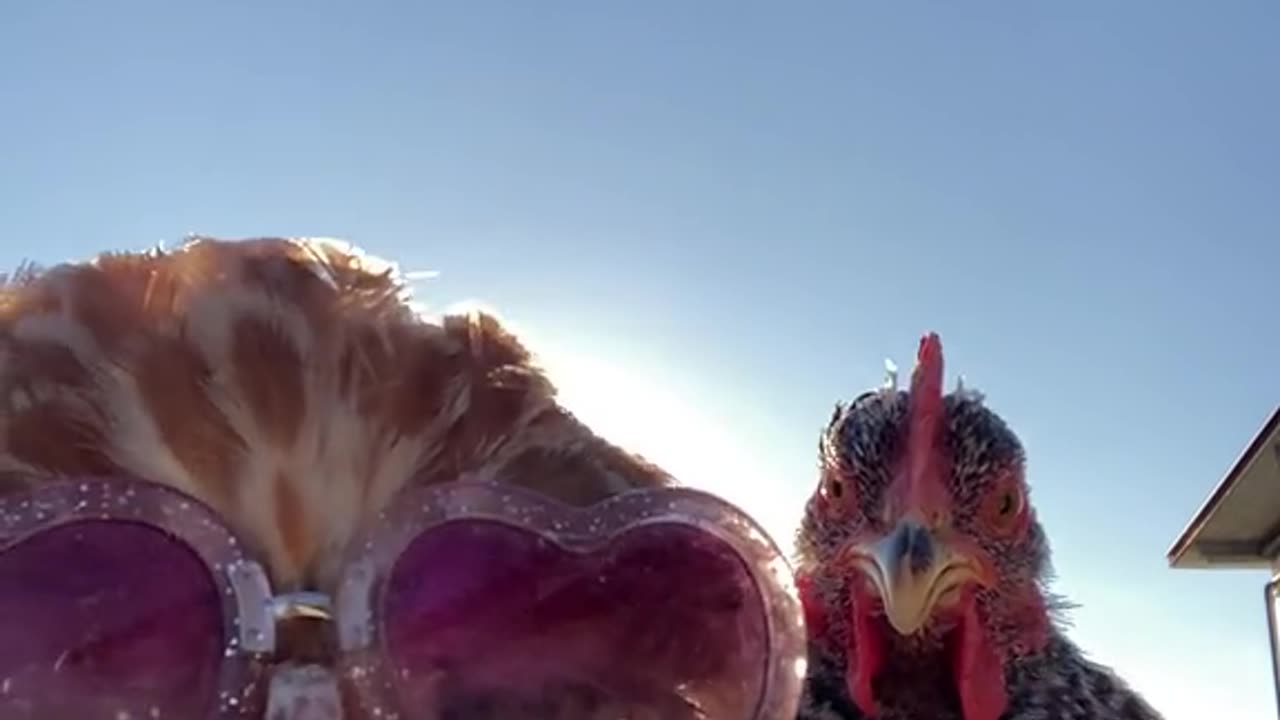 Funniest animals 😂