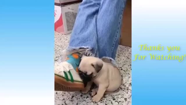 the best video of cute and fun and smart pets