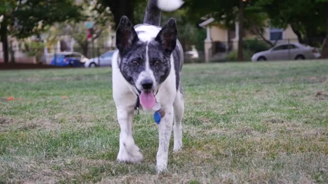 Dogs Tested to See Whether They’d Dogs Wallking