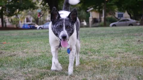 Dogs Tested to See Whether They’d Dogs Wallking