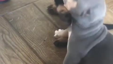 Cachorros fofinhos