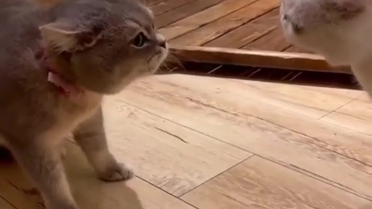 13 Things About Halarious Cat You May Not Have Known