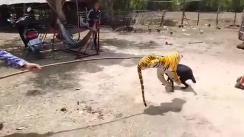 Fake tiger 🐅 Prank Dog 🐕 Run So Funny Try to stop laughing 😆