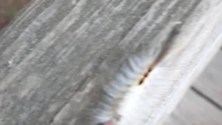 Long Eyelash Caterpillar Looking for a Girlfriend