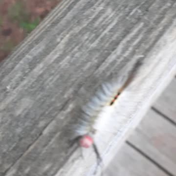 Long Eyelash Caterpillar Looking for a Girlfriend