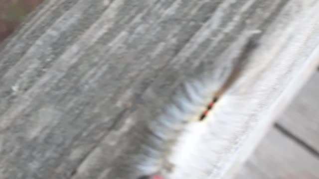 Long Eyelash Caterpillar Looking for a Girlfriend