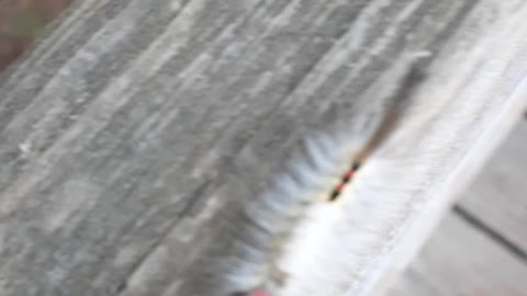 Long Eyelash Caterpillar Looking for a Girlfriend