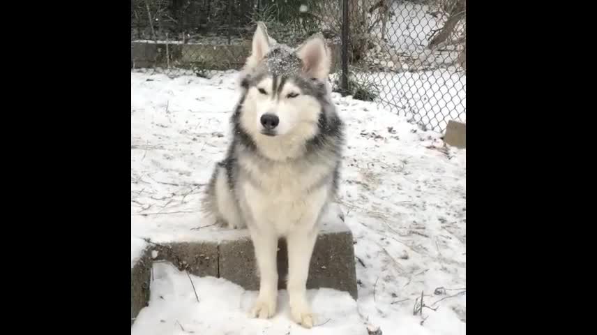 The video at the end of last year showed huskies who love to play with snow.