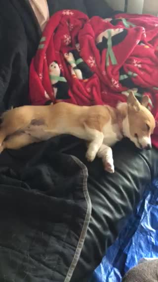 Sleepy corgi puppy keeps sleeping
