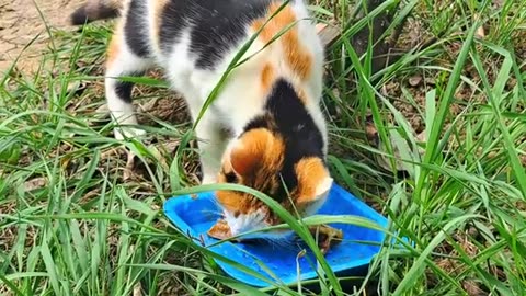 Cute pregnant cat drinking water after eating.