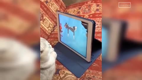 Cat watching Tom and Jerry funny moments 🔥.