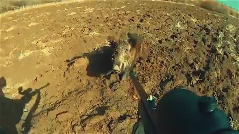 TOP 5 Charge D'un Sanglier 2021 - Wild Boar Attacks