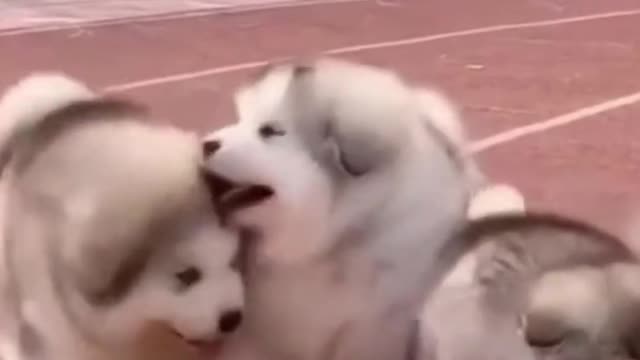 πΆπ the Cutest Alaskan Malamute Puppies πΆππΆ part 3 πΆππΆ