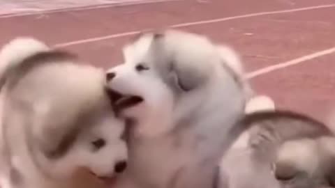 🐶😍 the Cutest Alaskan Malamute Puppies 🐶😍🐶 part 3 🐶😍🐶