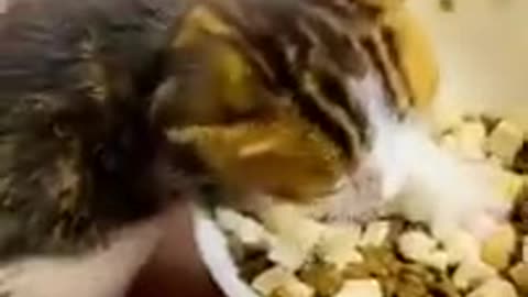 ✅These Cats are insane!!😂 Funny Animals 2022 Short