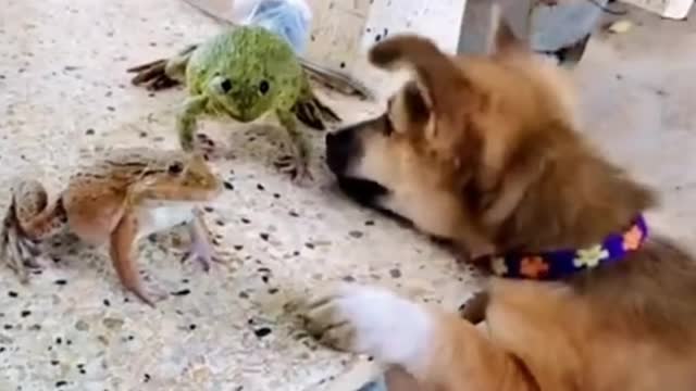 FUNNY VIDEO, CUTE ANIMALS, FROG AND DOG, UGLY FIGHT.
