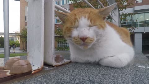 A cat that eats leaves while sleeping