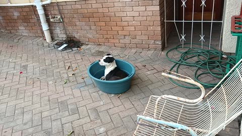 This dude😂 he doesn't like taking baths but he sleeps in a bath