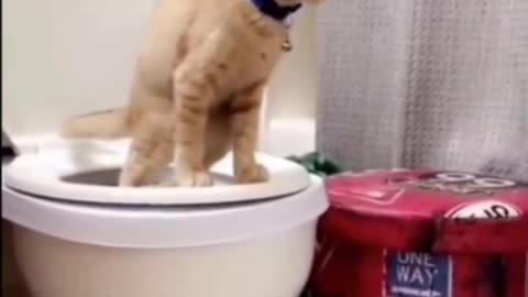 Funny Cat Appears to Want Privacy While Using Toilet #shorts