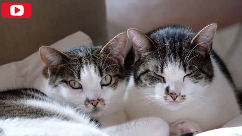 Footage Of Pet Cats At Rest#cat