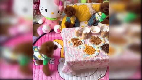 Videos de cachorro engraçados e lindos