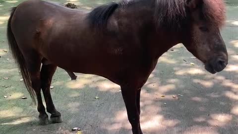 The big horse on the side