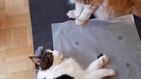 Maine Coons Wrestle For Foil Domination