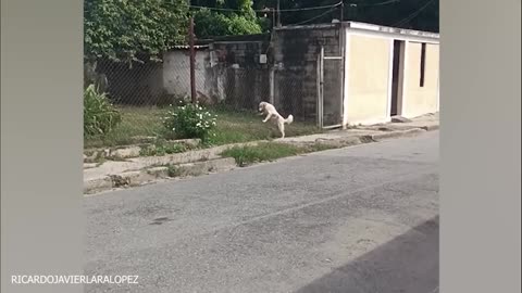 The Ultimate Guide to Laughing at These Funny Dogs!
