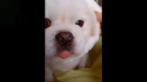 funny pets video compilation Egypt