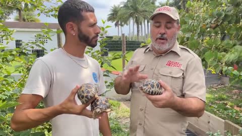 Carefully explain the cute little turtle