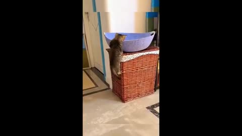funny cats and dogs videos