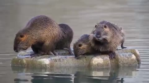 Wildlife animals 🐯 and nature wildlife sanctuary