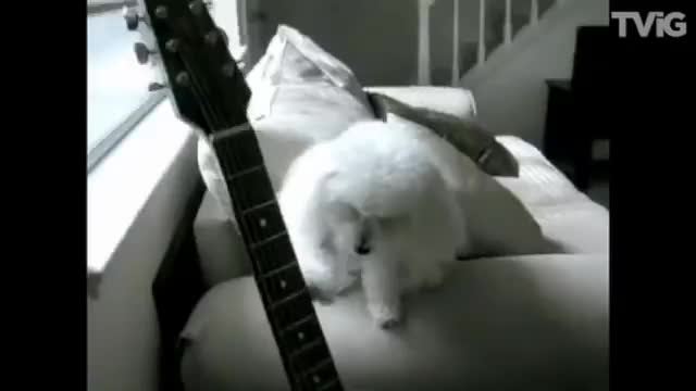 Cachorros más inteligentes tienes que ver esto