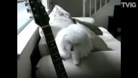 Cachorros más inteligentes tienes que ver esto