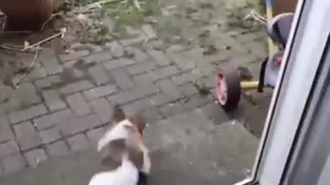 Funny Doggo 😁😄 Try Not To Laugh Funny Videos 😂 – Best Funny Videos 😍 - Rumble Funny Videos