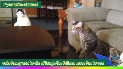 these funny cats are so much fun