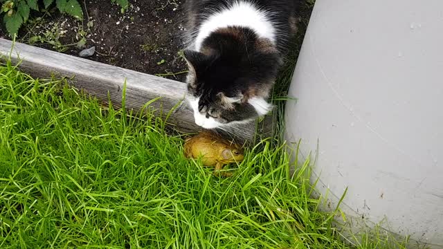 This Kitty Is Getting Curious About A Frog