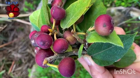 Super 👌 Amizing agriculture Farming Fruit Videos