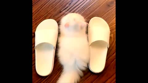 Cute cat.