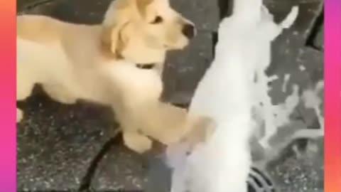 Dog Ko Pani se lagao